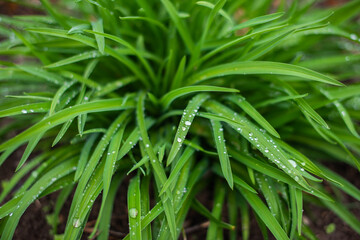 Fototapeta premium green fresh grass and water drops. rain background.