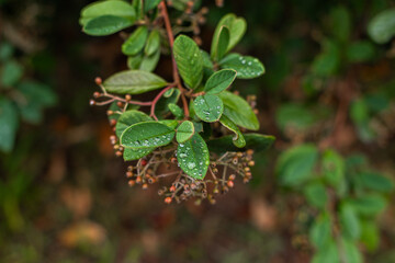 green leaves and water drops. rain background.