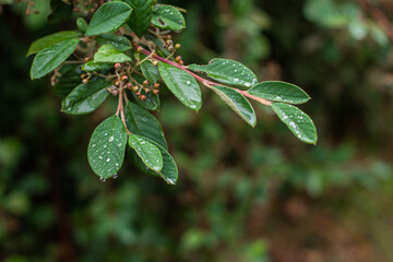 green leaves and water drops. rain background.