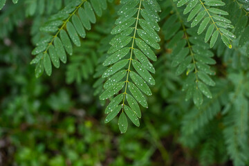 green leaves and water drops. rain background.