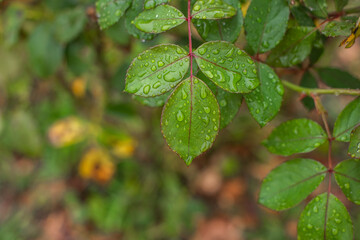 green leaves and water drops. rain background.