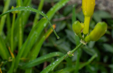morning nature background with beautiful drop on green fresh grass