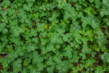 Clover leaves with drops after rain