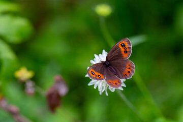 brown butterfly on white flower, Erebia aethiops