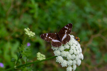 butterfly on white flower, Limenitis camilla