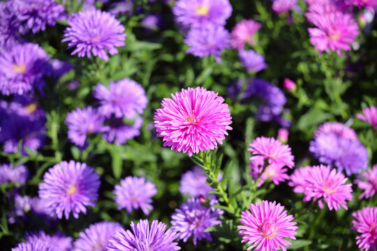 「ビクトリア」の画像 198,641 件の Stock 写真、ベクターおよびビデオ Adobe Stock