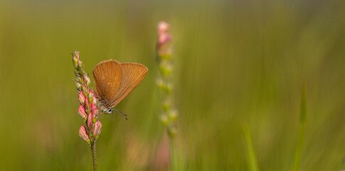 brown butterfly in background green on pink flower, Phengaris nausithous