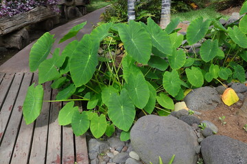 Fototapeta premium Colocasia esculenta, Elefanten Ohr, Blattpflanze, Blätter, Grünpflanzen, Garten, Spanien, La Palma,