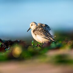 Sanderling, Calidris alba in environment, Devon, England, Europe