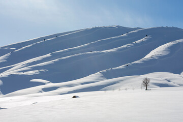 leafless trees at the foot of snowy mountains