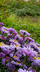 Obraz premium flowers in the garden