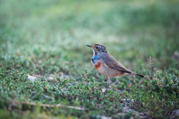 Beautiful bluethroat bird sits in the grass