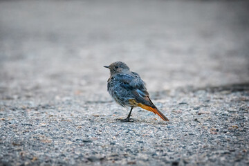 Cute and young redstart bird
