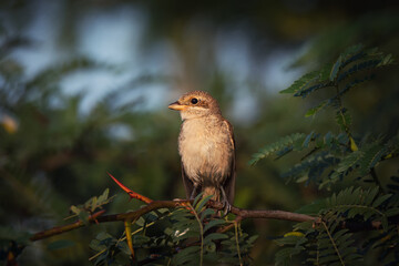 Cute shrike sitting on tree branch