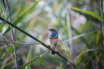 Beautiful bluethroat bird sits on a reed