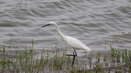 The beautiful water waves flowing in the lake in which one of the white cranes standing