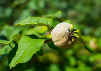 Niedojrzałe, omszone owoce pigwy, Unripe fruit of quince	