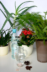 domowe sposoby nawozenia roślin doniczkowych, home ways of fertilizing potted plants - obrazy, fototapety, plakaty