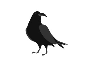 Black raven. Brooding bird sits on surface with its head turned symbol of ancient mysticism and vector witchcraft. - obrazy, fototapety, plakaty