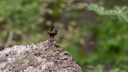 小鳥のさえずり　ミソサザイ