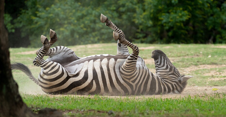 Fototapeta premium 寝転がるシマウマ