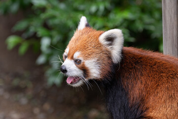 レッサーパンダ