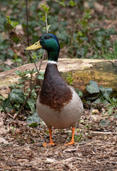 male mallard (anas platyrhynchos), standing nearby a little pond in the municipal forest Königsheide in Berlin-Johannisthal, Germany - waiting for his partner
