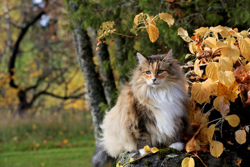 Naklejka na ściany i meble A beautiful norwegian forest cat female outdoors in autumnal light 