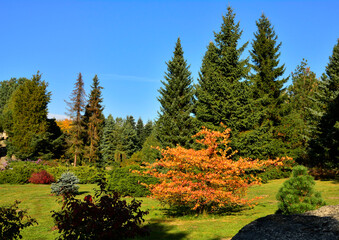 jesienne drzewo z żóżłtymi liśćmi, autumn tree with yellow leaves, - obrazy, fototapety, plakaty