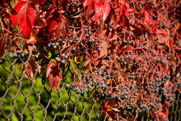 winobluszcz pięciolistkowy czerowne liscie jesienią, parthenocissus quinquefolia, red leaves of grapevine on the grid in autumn