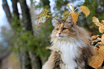 Obraz premium A beautiful norwegian forest cat female outdoors in autumnal light 