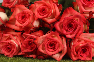 Pink Rose Closeup Outdoors at Wedding Event