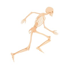 Running human skeleton. Anatomical model of bones rapidly rushing towards target traced pelvic and abutment bones for vector scientific study.