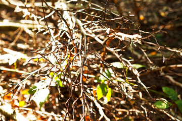fallen tree on the forest ground