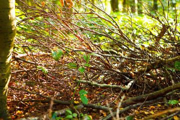 fallen tree on the forest ground