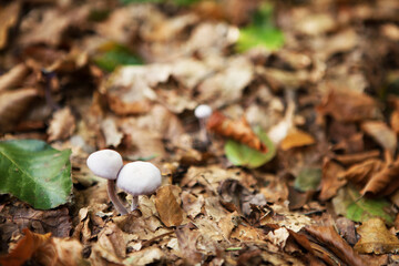 white mushrooms in the forest