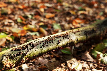 closeup of branch in the forest