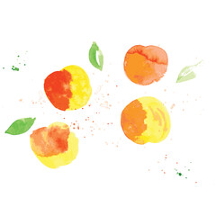 Fresh peach. Hand drawn Watercolor food illustration. Vector