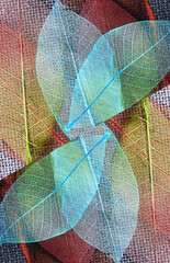 Close up Colorful Delicate Skeleton Leaves