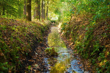 Fototapeta na wymiar stream of water in the forest