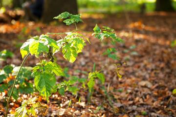 autumn branch of green leaves in the forest