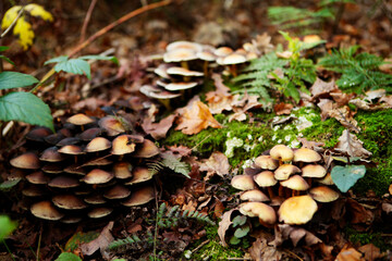 mushrooms in the forest