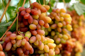 Ripe and juicy bunch of grapes - an excellent autumn harvest, there will be a lot of wine and juice.