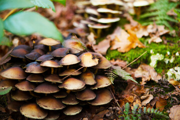 mushrooms in the forest