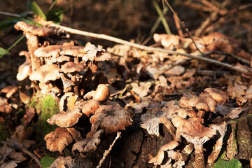 mushrooms in the forest