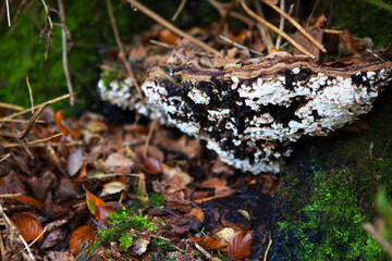 hanging white mushrooms in forest