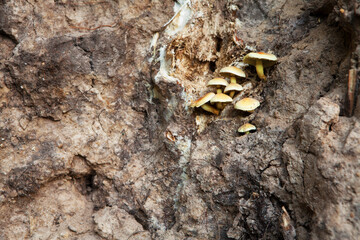 mushrooms on uprooted earth
