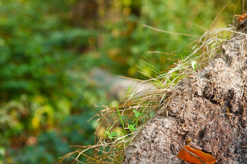 uprooted earth in forest