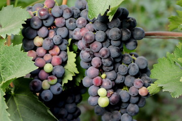 Ripe and juicy bunch of grapes - an excellent autumn harvest, there will be a lot of wine and juice.