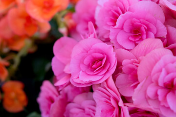 ピンクのバラの贈り物